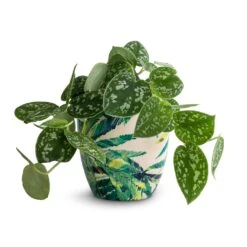 Epipremnum Pictum Argyraeus - Satin Pothos 19 Epipremnum Pictum Argyraeus - Satin Pothos -Indoor Plant Store Epipremnum pictum Argyraeus Satin Pothos 12x20cm Monza Plant Pot Botanical Fern 13x13cm