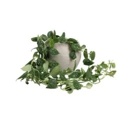 Epipremnum Pictum Argyraeus - Satin Pothos 24 Epipremnum Pictum Argyraeus - Satin Pothos -Indoor Plant Store Epipremnum pictum Argyraeus Satin Pothos 15x40cm Abby Ball Plant Pot Ridged Cement 23x20cm