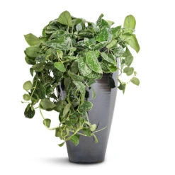Epipremnum Pictum Argyraeus - Satin Pothos 26 Epipremnum Pictum Argyraeus - Satin Pothos -Indoor Plant Store Epipremnum pictum Argyraeus Satin Pothos 15x40cm Amora Plant Vase Anthracite Mirror 23x45cm