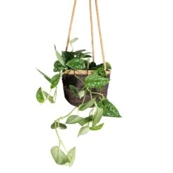 Epipremnum Pictum Argyraeus - Satin Pothos 23 Epipremnum Pictum Argyraeus - Satin Pothos -Indoor Plant Store Epipremnum pictum Argyraeus Satin Pothos 15x40cm Igmar Hanging Plant Basket Grey 17x14cm