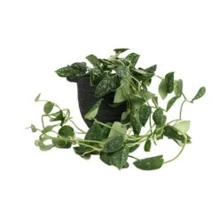 Epipremnum Pictum Argyraeus - Satin Pothos 30 Epipremnum Pictum Argyraeus - Satin Pothos -Indoor Plant Store Epipremnum pictum Argyraeus Satin Pothos 15x40cm Nelis Plant Basket Green 19x17cm 01520977 2779 4c36 948a 42d72a032d8d