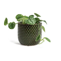 Epipremnum Pictum Argyraeus - Satin Pothos 27 Epipremnum Pictum Argyraeus - Satin Pothos -Indoor Plant Store Epipremnum pictum Argyraeus Satin Pothos Bolino Plant Pot Green 961292f1 f976 43de 99fe 37e563943e15