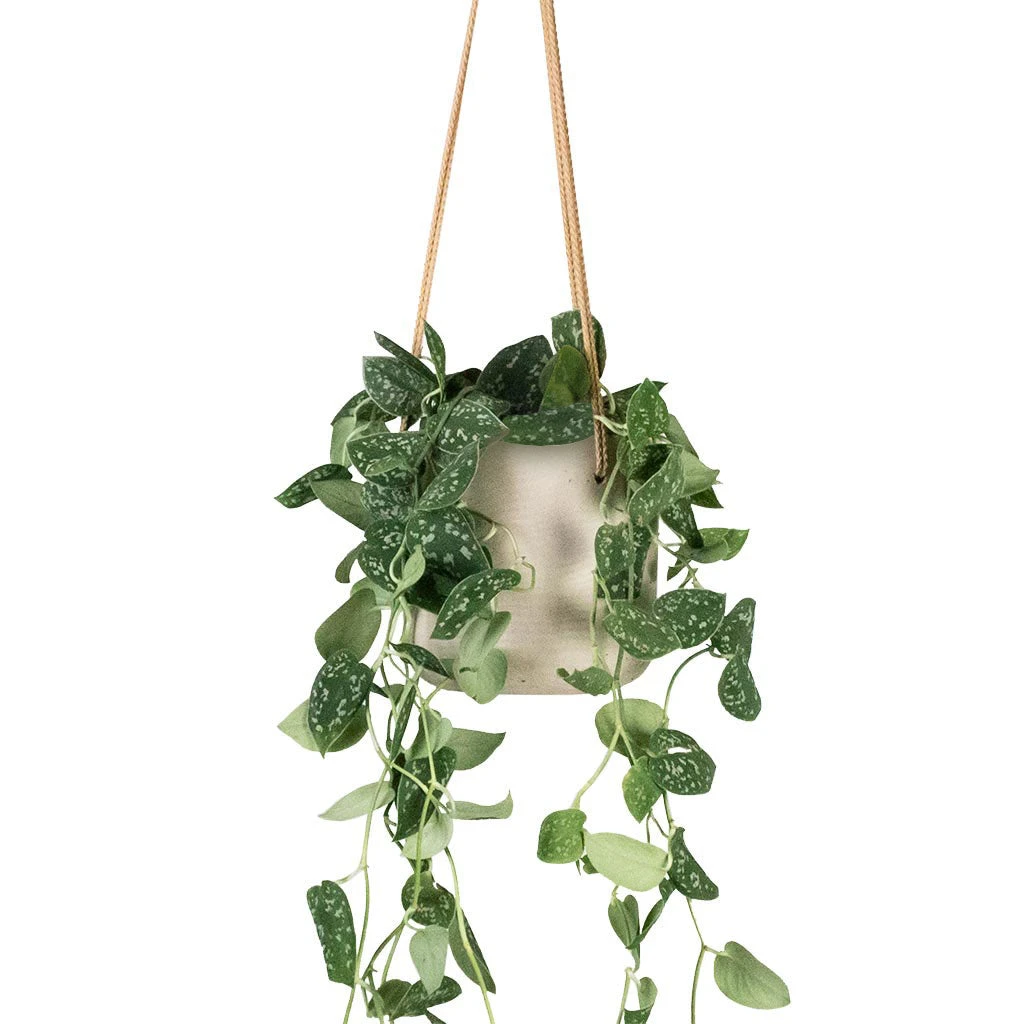 Epipremnum Pictum Argyraeus - Satin Pothos 1 Epipremnum Pictum Argyraeus - Satin Pothos