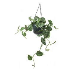Epipremnum Pictum Argyraeus - Satin Pothos 20 Epipremnum Pictum Argyraeus - Satin Pothos -Indoor Plant Store Epipremnum pictum Argyraeus Satin Pothos Hanging Houseplant