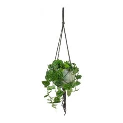 Epipremnum Pictum Argyraeus - Satin Pothos 28 Epipremnum Pictum Argyraeus - Satin Pothos -Indoor Plant Store Epipremnum pictum Argyraeus Satin Pothos Hans Hanging Plant Pot Light Grey 4fa2ff1f ddc6 436a 96bf 728e861893b4