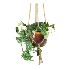 Epipremnum Pictum Argyraeus - Satin Pothos 29 Epipremnum Pictum Argyraeus - Satin Pothos -Indoor Plant Store Epipremnum pictum Argyraeus Satin Pothos Lara Passion Plant Pot Plant Hanger