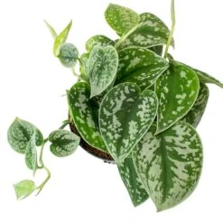 Epipremnum Pictum Argyraeus - Satin Pothos 21 Epipremnum Pictum Argyraeus - Satin Pothos -Indoor Plant Store Epipremnum pictum Argyraeus Satin Pothos Leaves