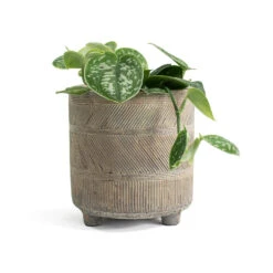 Epipremnum Pictum Argyraeus - Satin Pothos 25 Epipremnum Pictum Argyraeus - Satin Pothos -Indoor Plant Store Epipremnum pictum Argyraeus Satin Pothos Nola Plant Pot Shiny Earth ea48a183 25db 4b65 b7c5 87f1b8f649ac