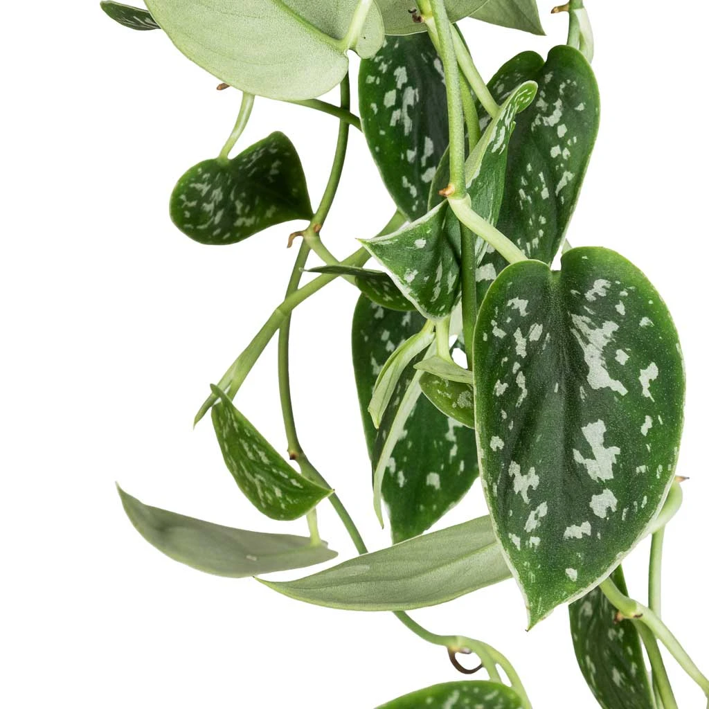Epipremnum Pictum Argyraeus - Satin Pothos 2 Epipremnum Pictum Argyraeus - Satin Pothos - Image 2