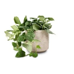 Novi Plant Pot - Grey Washed 15 Novi Plant Pot - Grey Washed -Indoor Plant Store Epipremnum pictum Silvery Ann Satin Pothos 14x35cm Novi Plant Pot Grey Washed 18x15.5cm