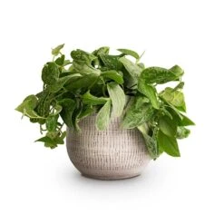 Ryan Plant Pot - White Black -Indoor Plant Store Epipremnum pictum Silvery Ann Satin Pothos 14x35cm Ryan Plant Pot White Black 18x16cm