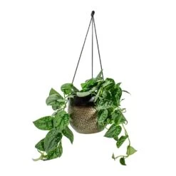 Mya Hanging Planter - Deep Champagne 8 Mya Hanging Planter - Deep Champagne -Indoor Plant Store Epipremnum pictum Silvery Ann Satin Pothos Mya Hanging Planter Deep Champagne d1295d44 cc33 4851 a8e1 e251c903e262