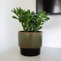 Erik Plant Pot - Dark Olive -Indoor Plant Store Erik Olive 2