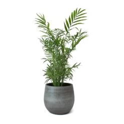 Esra Plant Pot - Mystic Grey -Indoor Plant Store Esra Plant Pot Mystic Grey Chamaedorea elegans Parlour Palm