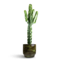 Sanna Plant Pot - Moss Green -Indoor Plant Store Euphorbia erytrea Desert Cactus 19 70cm Sanna Plan Pot Moss Green 31x26cm 96050d4d 1143 4ba6 8a9a d2c52f9aabc0
