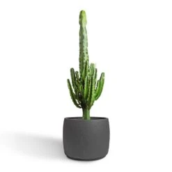 Mini Valerie Plant Pot - Black Washed 18 Mini Valerie Plant Pot - Black Washed -Indoor Plant Store Euphorbia erytrea Desert Cactus 24x90cm Mini Valerie Plant Pot Black Washed 36x28cm 2 b18f8118 d506 4f28 be41 9de11feea315
