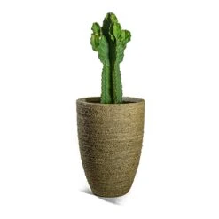 Ben Plant Pot - Straw Grass 18 Ben Plant Pot - Straw Grass -Indoor Plant Store Euphorbia ingens Candelabra Tree Ben Plant Pot Straw Grass e565bc98 358b 4c2d b7ad 90e23d871711