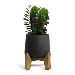 Patt Plant Pot - Low Stand - Black Washed 13 Patt Plant Pot - Low Stand - Black Washed -Indoor Plant Store Euphorbia trigona rubra African Milk Tree Patt Plant Pot Low Stand Black Washed