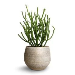 Noor Plant Pot - Metallic Grey -Indoor Plant Store Euphorbie tirucalli Pencil Cactus 15x35cm Noor Plant Pot Metallic Grey 19x16cm