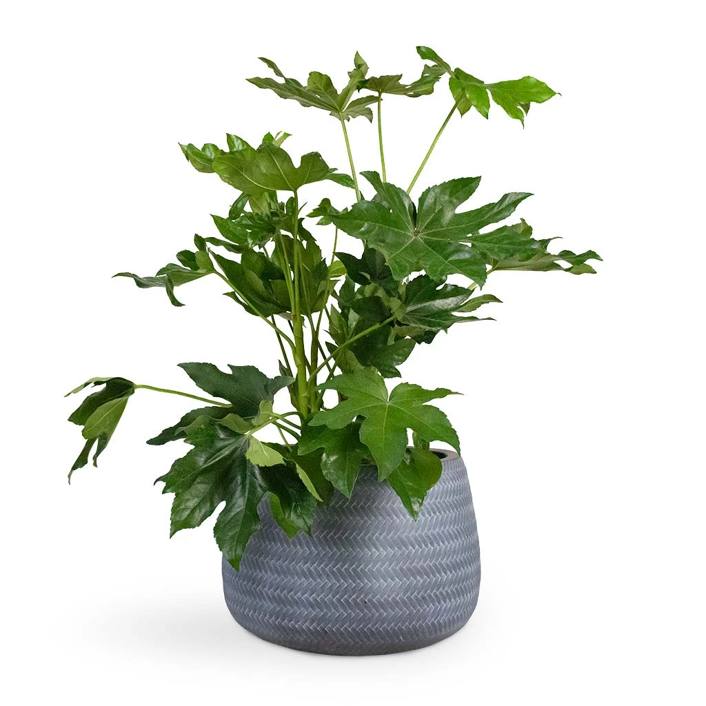 Angle Darcy Plant Pot - Grey 5 Angle Darcy Plant Pot - Grey - Image 5