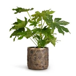 Luxe Lite Moon Cylinder Planter - Bronze -Indoor Plant Store Fatsia japonica Japanese Aralia 17x60cm Luxe Lite Moon Cylinder Planter Bronze 23x22cm