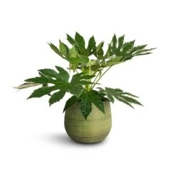 Lydia Plant Pot - Shiny Green -Indoor Plant Store Fatsia japonica Variegated Japanese Aralia 17x60cm Lydia Plant Pot Shiny Green 22x20cm 1