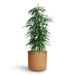 Ficus Alii - HydroCare -Indoor Plant Store Ficus Alii HydroCare Dune Cylinder Planter Almond