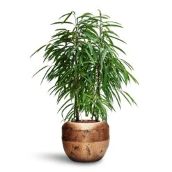 Ficus Alii - HydroCare -Indoor Plant Store Ficus Alii HydroCare Opus Raw Couple Planter Gold dfcf749f 2c17 4259 95b5 1a7e73c85d3a