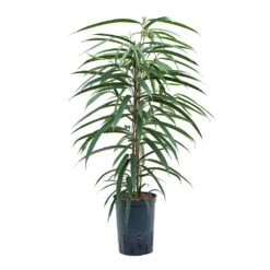 Ficus Alii - HydroCare -Indoor Plant Store Ficus Alii Hydroculture 15 19x75cm