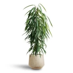 Raindrop Tube Round Planter - Stone -Indoor Plant Store Ficus Alii Hydroculture Raindrop Tube Round Planter Stone 7e218be8 bf89 44d8 8eb3 cb71343e5867