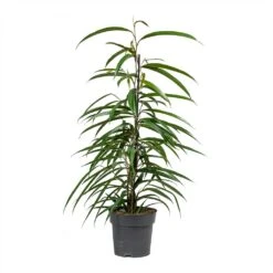 Ficus Alii - Long Leafed Fig -Indoor Plant Store Ficus Alii Long Leafed Fig 17x70cm