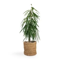 Ficus Alii - Long Leafed Fig -Indoor Plant Store Ficus Alii Long Leafed Fig 17x70cm Ido Plant Baskets Set5 Large Natural