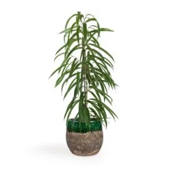 Ficus Alii - Long Leafed Fig -Indoor Plant Store Ficus Alii Long Leafed Fig 17x70cm Lindy Plant Pot Black Green 23x20cm