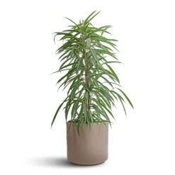 Ficus Alii - Long Leafed Fig -Indoor Plant Store Ficus Alii Long Leafed Fig 21x100cm Prague Plant Pot Taupe 28x24cm 15c7b3bf df09 4c32 bc07 6d48c4393dc6