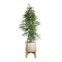 Ficus Alii - Long Leafed Fig -Indoor Plant Store Ficus Alii Long Leafed Fig 27x125cm Patt Plant Pot Low Stand Grey Washed 39x43cm