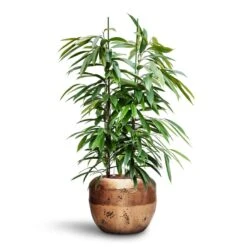 Ficus Amstel King - HydroCare -Indoor Plant Store Ficus Amstel King HydroCare Opus Raw Couple Planter Gold 9c26bb44 ada9 4cb2 b8bc 7e499b2793c2