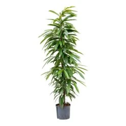 Ficus Amstel King - HydroCare -Indoor Plant Store Ficus Amstel King Hydroculture 22 19x125cm
