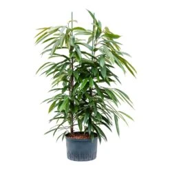 Ficus Amstel King - HydroCare -Indoor Plant Store Ficus Amstel King Hydroculture 28 19x125cm