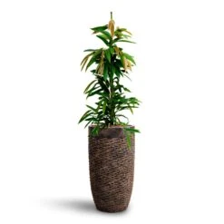 Ficus Amstel King - HydroCare -Indoor Plant Store Ficus Amstel King HydrocultureLuxe Lite Layer Partner Planter Bronze
