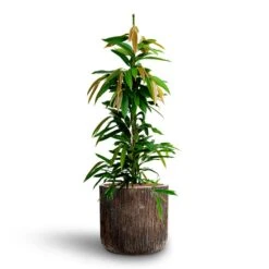 Ficus Amstel King - HydroCare -Indoor Plant Store Ficus Amstel King HydrocultureLuxe Lite Waterfall Cylinder Planter Bronze