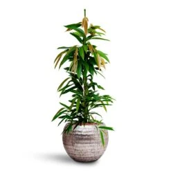 Opus Hammered Globe Planter - Silver -Indoor Plant Store Ficus Amstel King HydrocultureOpus Hammered Globe Planter Silver 6c360a7c b853 4c75 ae56 fe4efa3ec960