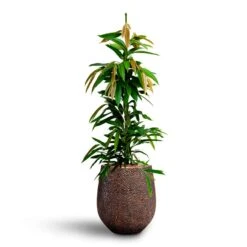 Ficus Amstel King - HydroCare -Indoor Plant Store Ficus Amstel King HydrocultureOpus Hit Darcy Planter Gold