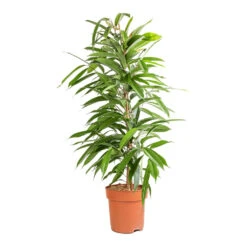 Ficus Amstel King - Narrow Leafed Fig -Indoor Plant Store Ficus Amstel King Narrow Leafed Fig 21x90cm