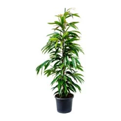 Ficus Amstel King - Narrow Leafed Fig -Indoor Plant Store Ficus Amstel King Narrow Leafed Fig