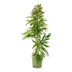 Ficus Amstel King - Narrow Leafed Fig -Indoor Plant Store Ficus Amstel King Narrow Leafed Fig 27x125cm