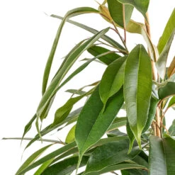 Ficus Amstel King - Narrow Leafed Fig -Indoor Plant Store Ficus Amstel King Narrow Leafed Fig SWATCH