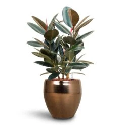 Ficus Elastica Abidjan - HydroCare 20 Ficus Elastica Abidjan - HydroCare -Indoor Plant Store Ficus Elastica Abidjan Hydroculture Amora Couple Planter Gold