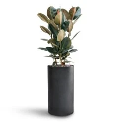 Solid Cylinder Planter - Dark Grey -Indoor Plant Store Ficus Elastica Abidjan Hydroculture Basic Cylinder Planter Dark Grey 063f9e1e ae08 458b aced d7fcd27a3fde