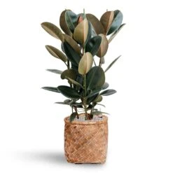 Zayn Bamboo Planter -Indoor Plant Store Ficus Elastica Abidjan Hydroculture Bohemian Zayn Bamboo Planter 72ba1d80 b754 4372 87bf 5e68654e4bb2