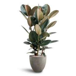 Ficus Elastica Abidjan - HydroCare 21 Ficus Elastica Abidjan - HydroCare -Indoor Plant Store Ficus Elastica Abidjan Hydroculture Grigio Egg Pot Planter Natural Concrete